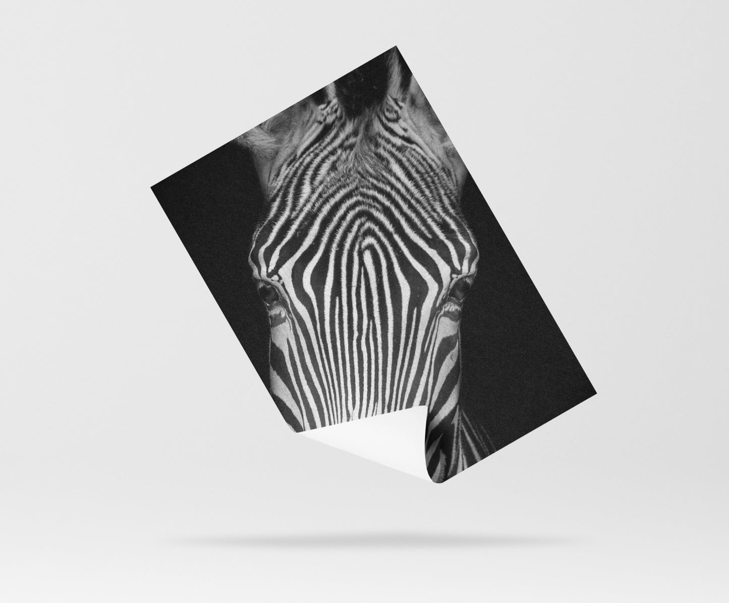 Wallpaper Glaring Zebra