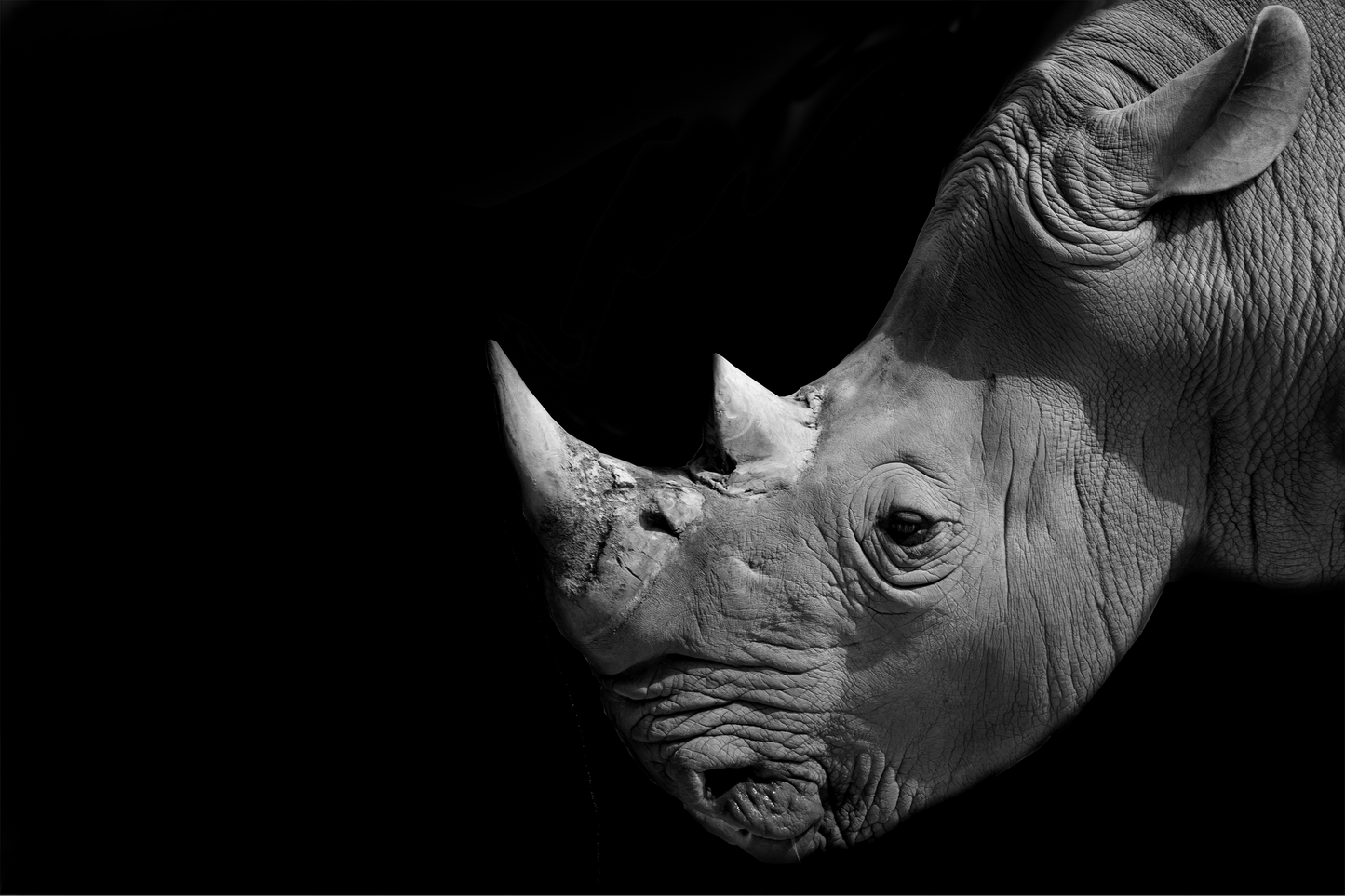 Art Print Rhino