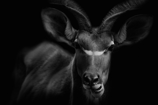 Art Print Kudu