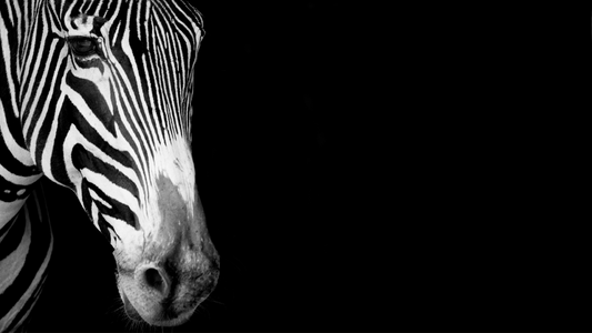 Art Print Zebra